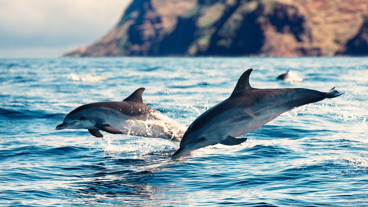 Πόσο έξυπνα είναι στην πραγματικότητα τα δελφίνια;