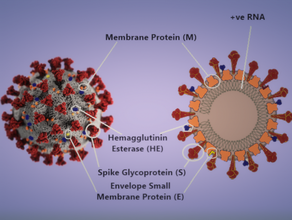 Ανακαλύφθηκε ο ρόλος των πρωτεϊνών στην ανίχνευση του ιού του κρυολογήματος