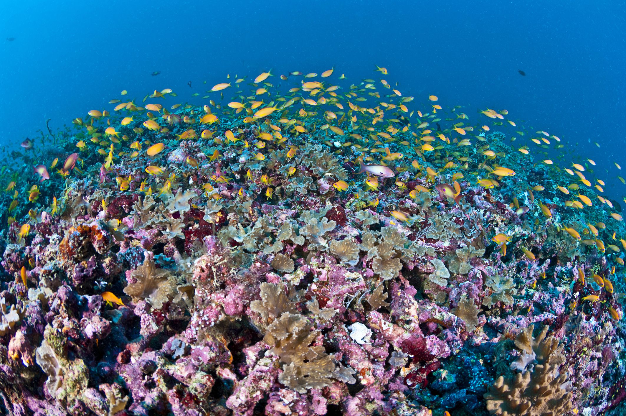 Θάλασσα: Η σημασία των ωκεανών για τον πλανήτη μας