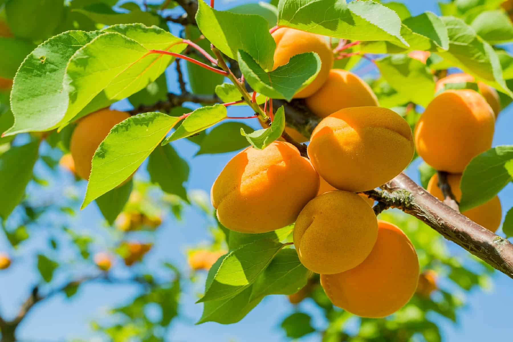 Stone Fruits: Η ειδική κατηγορία φρούτων με τα ιδιαίτερα οφέλη