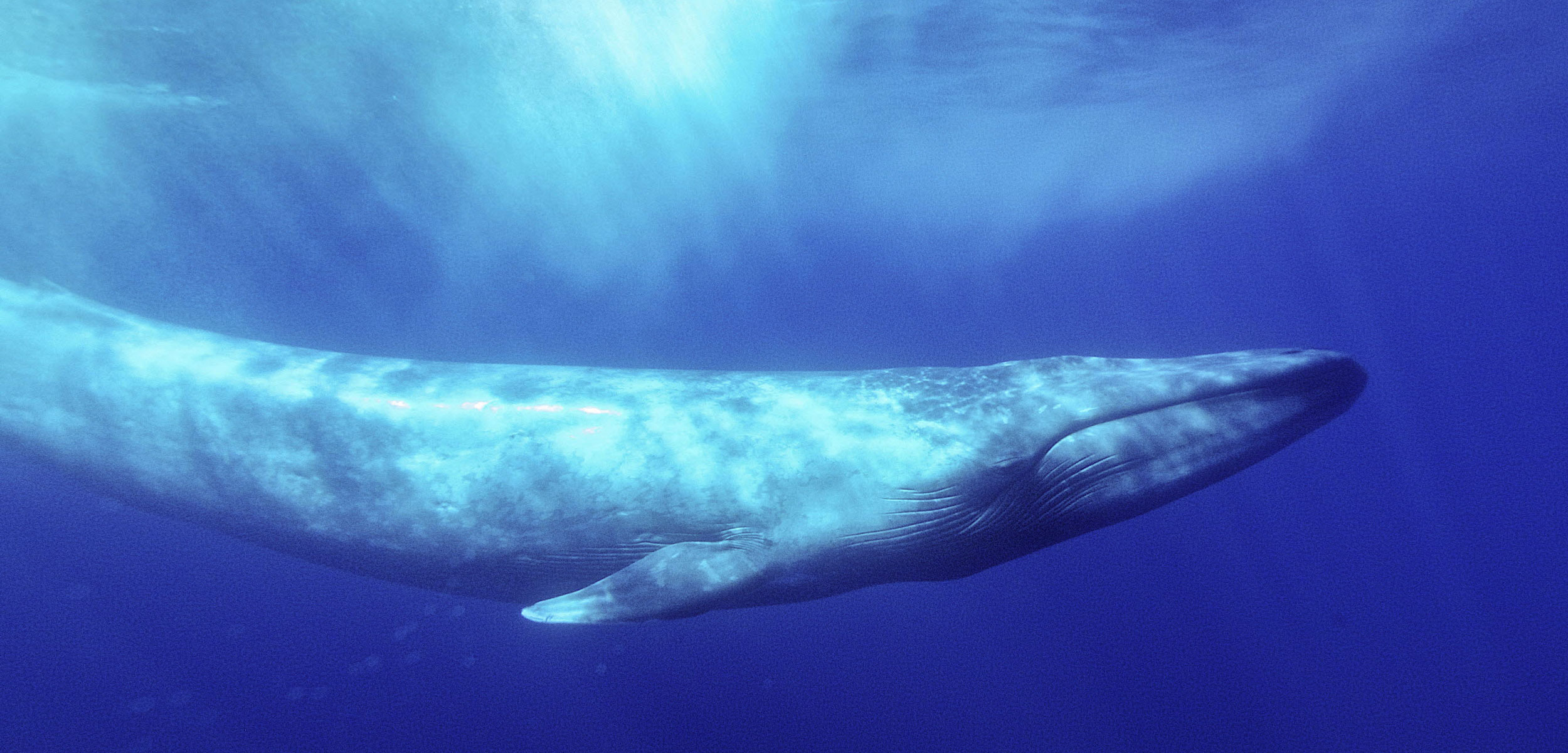 Τι σημαίνει το μυστηριώδες τραγούδι του μεγαλύτερου θηλαστικού στη θάλασσα;