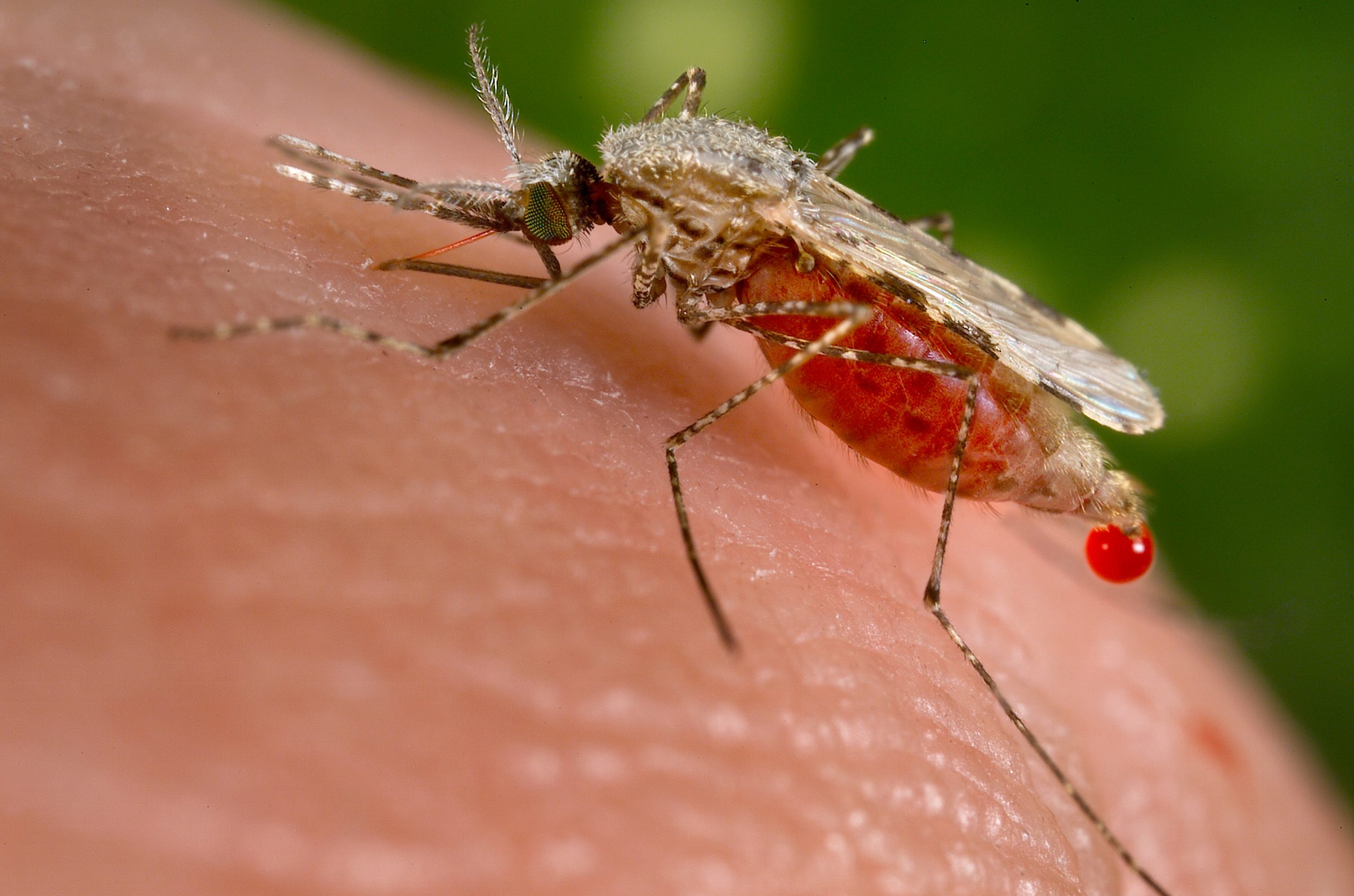 Ελονοσία Πρόληψη: Θανατηφόρο κρούσμα επαπειλείται στην αφρικανική ήπειρο