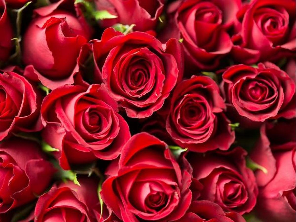 Ροδόνερο στο πρόσωπο: Χαλάρωση και ενυδάτωση με τη δύναμη του τριαντάφυλλου