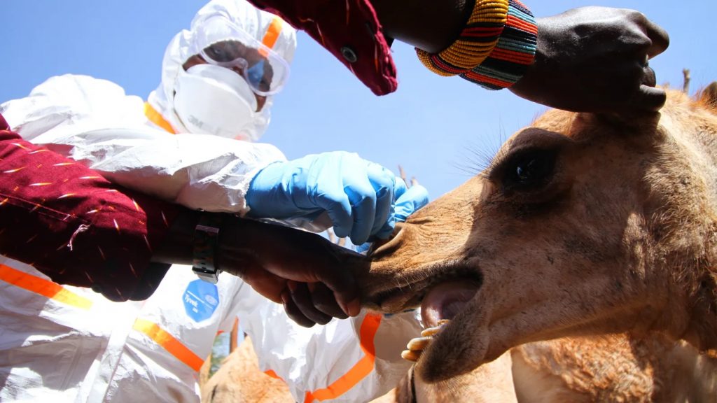Προσπάθεια να αποτραπεί η μετάδοση του ιού από τις καμήλες σε ανθρώπους
