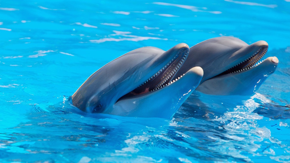 Θάλασσα Δελφίνια: Νεαρά δελφίνια “μαθαίνουν” σε φίλους τους πώς να κινηγούν