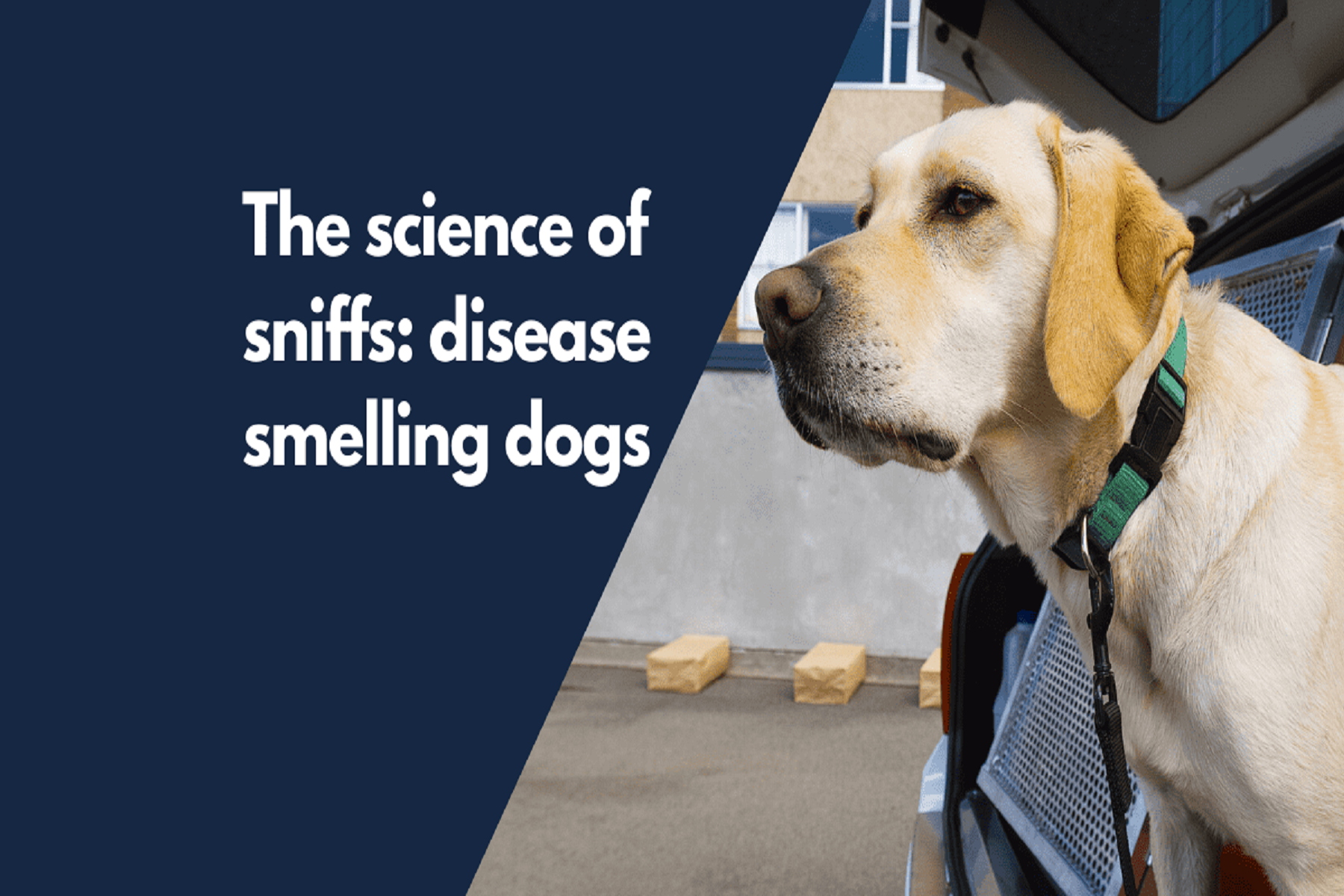 Έρευνα Σκύλοι: Αναγνώριση της μοναδικής μυρωδιάς μιας επιληπτικής κρίσης πριν αυτή συμβεί