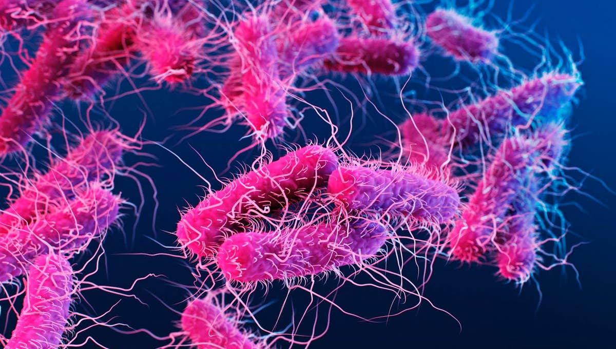 Ανθεκτικά βακτήρια: Ο ρόλος που παίζουν τα πλασμίδια στη μικροβιακή αντοχή