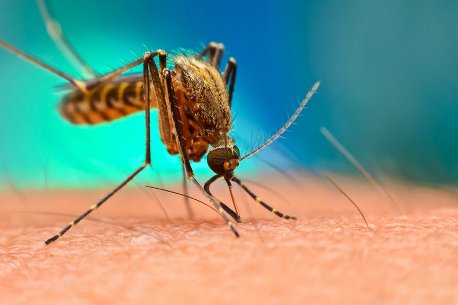 Κουνούπια τσίμπημα: Πέντε λόγοι που τα κουνούπια τσιμπούν συγκεκριμένα άτομα