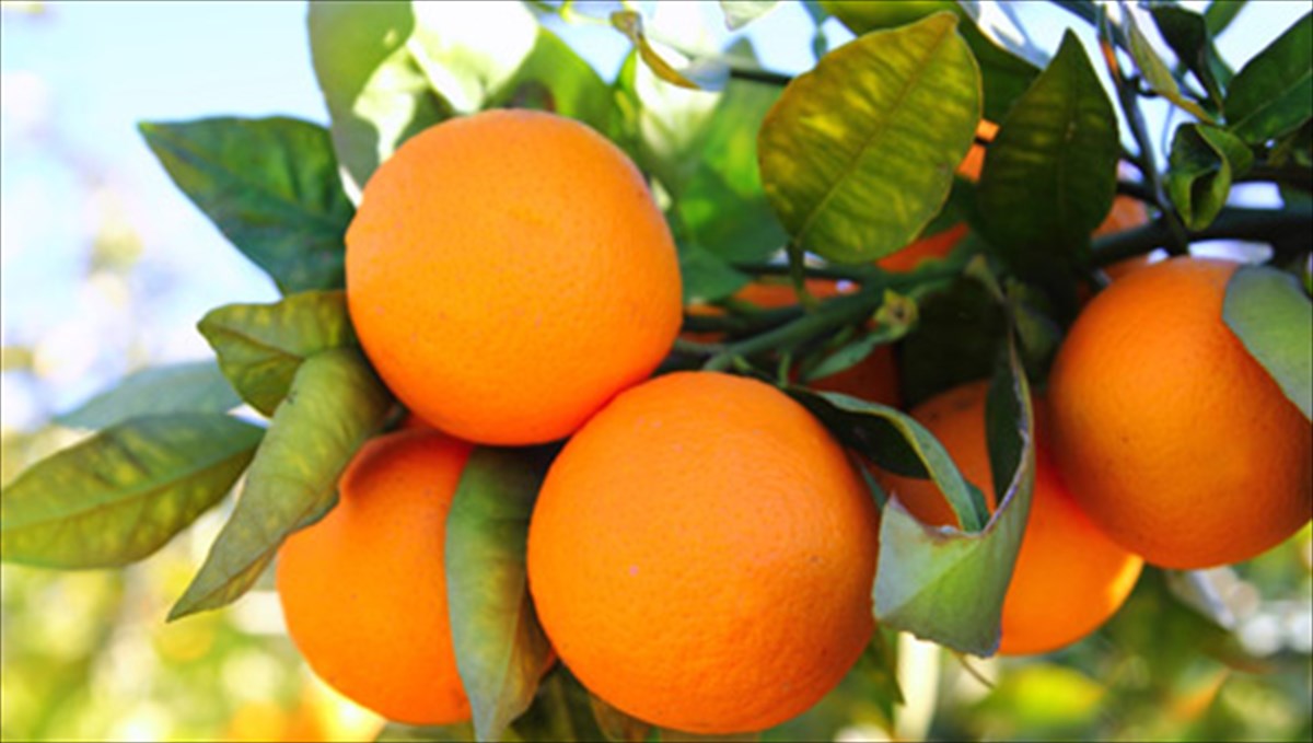 Πορτοκάλι οφέλη υγεία: Έλεγχος αρτηριακής πίεσης και ποιότητα δέρματος