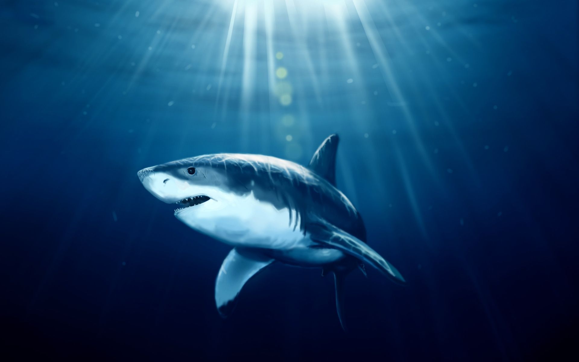 Δραματική μείωση στον πληθυσμό καρχαριών σύμφωνα με νέα μελέτη