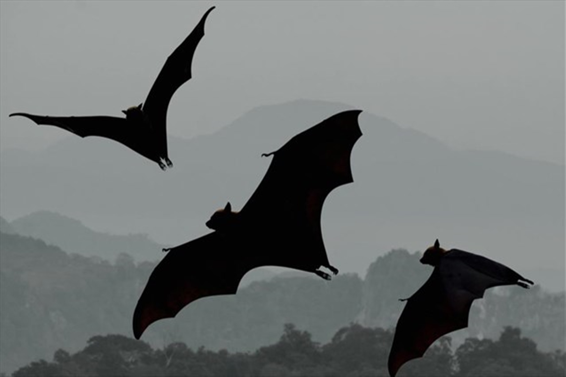 Κορωνοϊός εξέλιξη: Οι νυχτερίδες υπεύθυνες για την εμφάνιση του