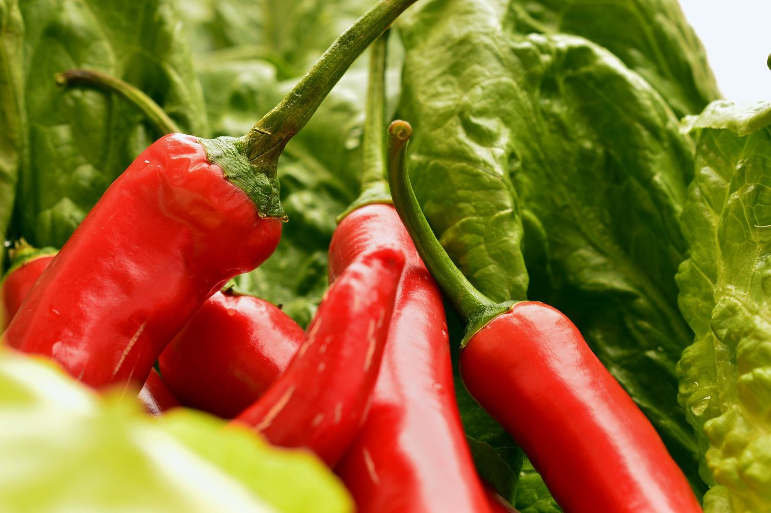 Καυτερή πιπεριά λίμπιντο: Πόσο επηρεάζει τις ερωτικές επιδόσεις η κατανάλωσή της