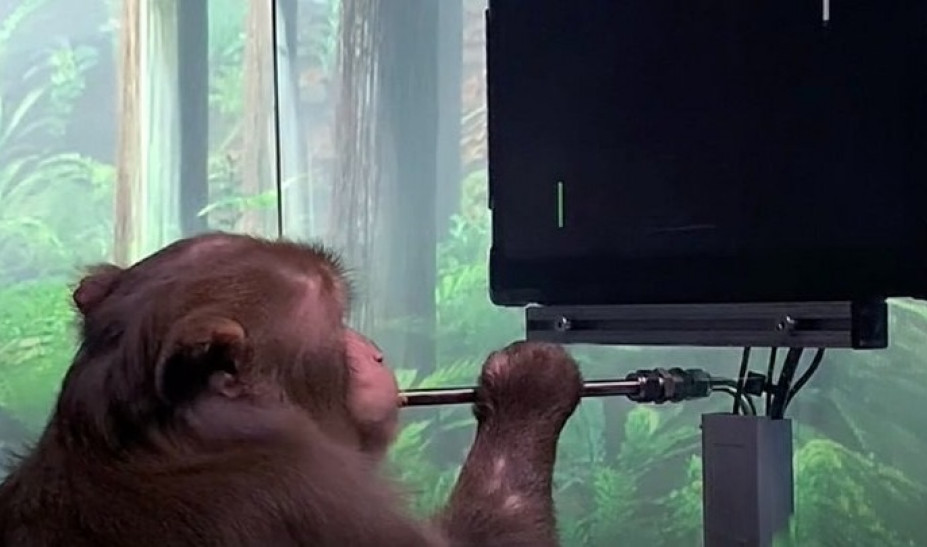 Τεχνολογία του Elon Musk επιτρέπει σε πίθηκο να παίζει βιντεοπαιχνίδια με την σκέψη