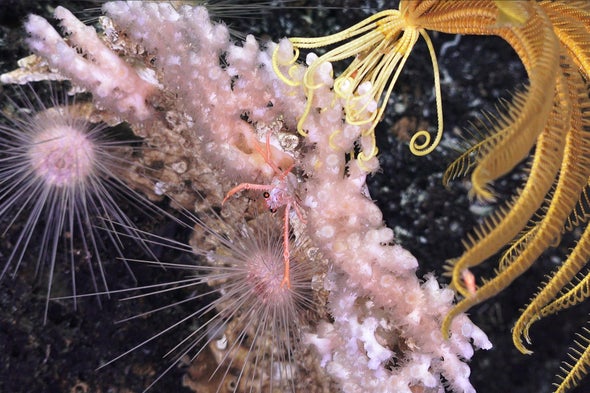 Θάλασσα και Ανοσοποιητικό: Παράξενα βακτήρια του βαθέως ωκεανού δεν αναγνωρίζονται από το ανθρώπινο σώμα [vid]