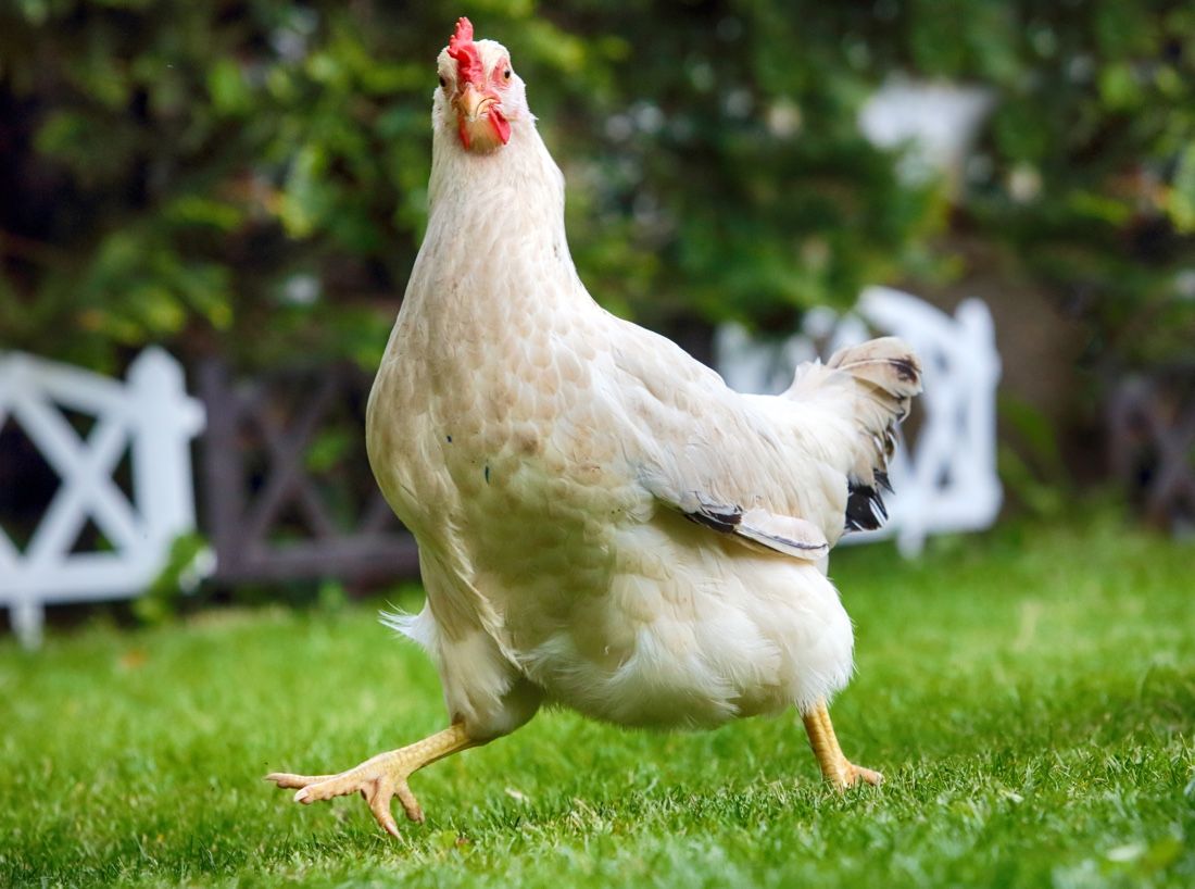 ΗΠΑ CDC: Μη φιλάτε και μην αγκαλιάζετε τις κότες σας