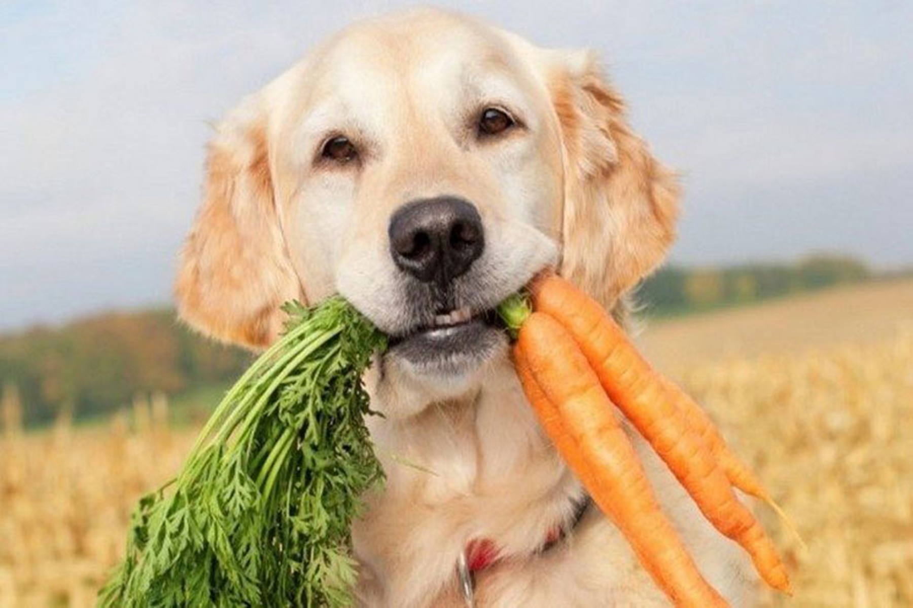 Διατροφή σκυλιά : Οι τροφές που είναι κατάλληλες για τους τετράποδους φίλους μας