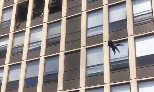 Εφτάψυχη Γάτα Σικάγο: Πήδηξε από τον 5ο όροφο φλεγόμενου κτιρίου και προσγειώθηκε σα να μη συνέβη τίποτα [vid, pic]