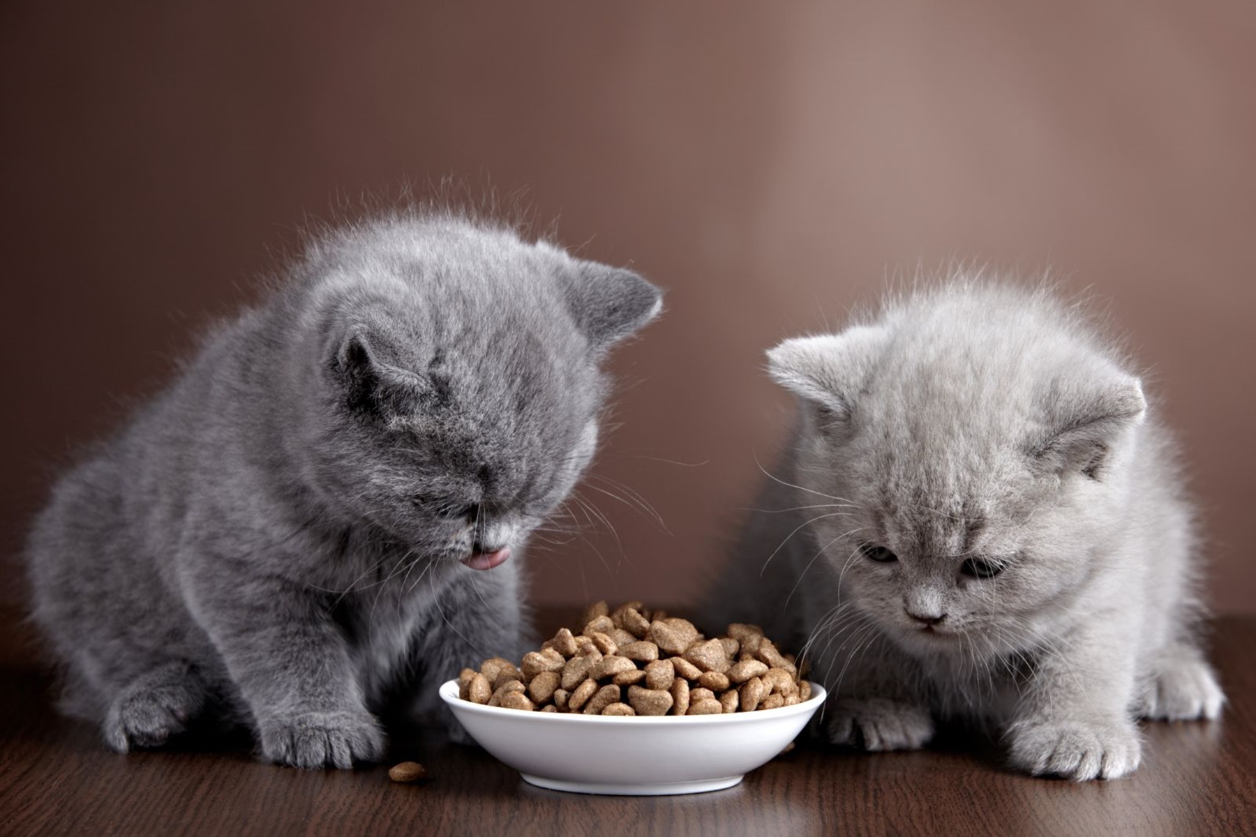 Γάτα : Επιλέξτε σωστά την τροφή της