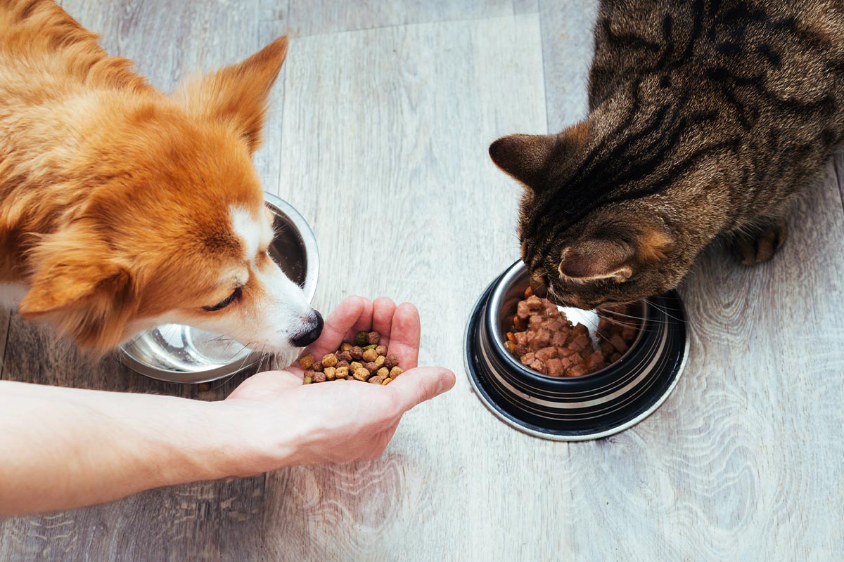 Κατοικίδια Διατροφή: Υψηλά επίπεδα υδραργύρου σε τροφές για γάτες και σκύλους