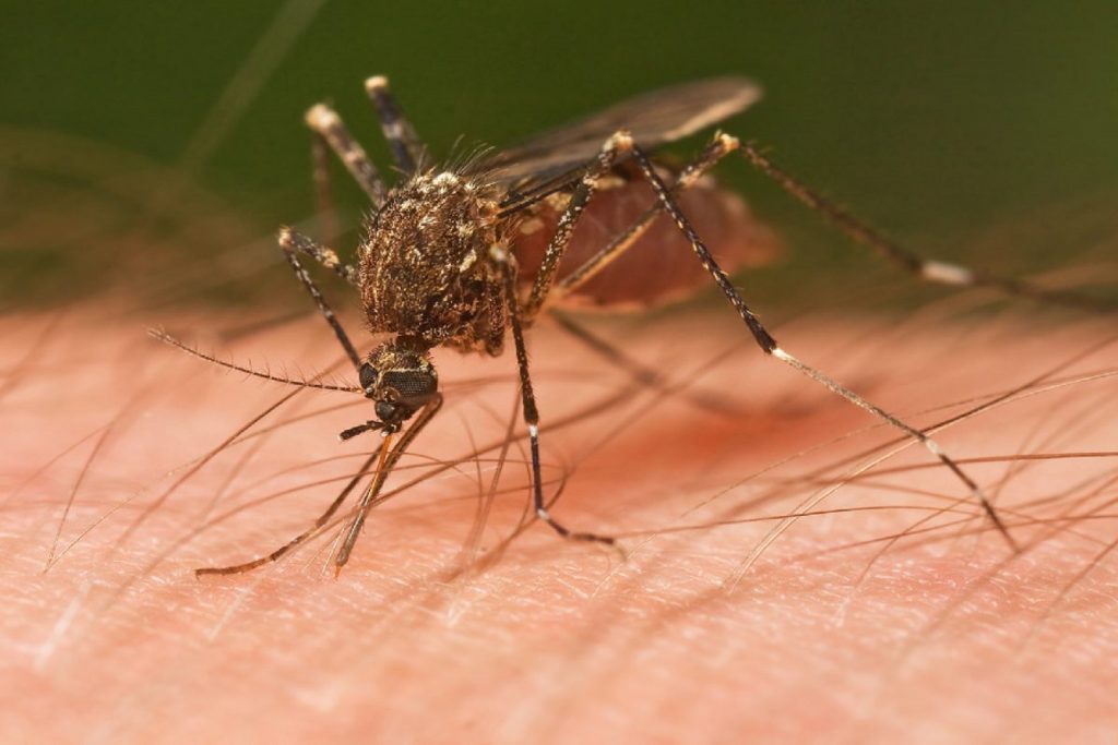 Φυσικά συστατικά που απωθούν τα κουνούπια