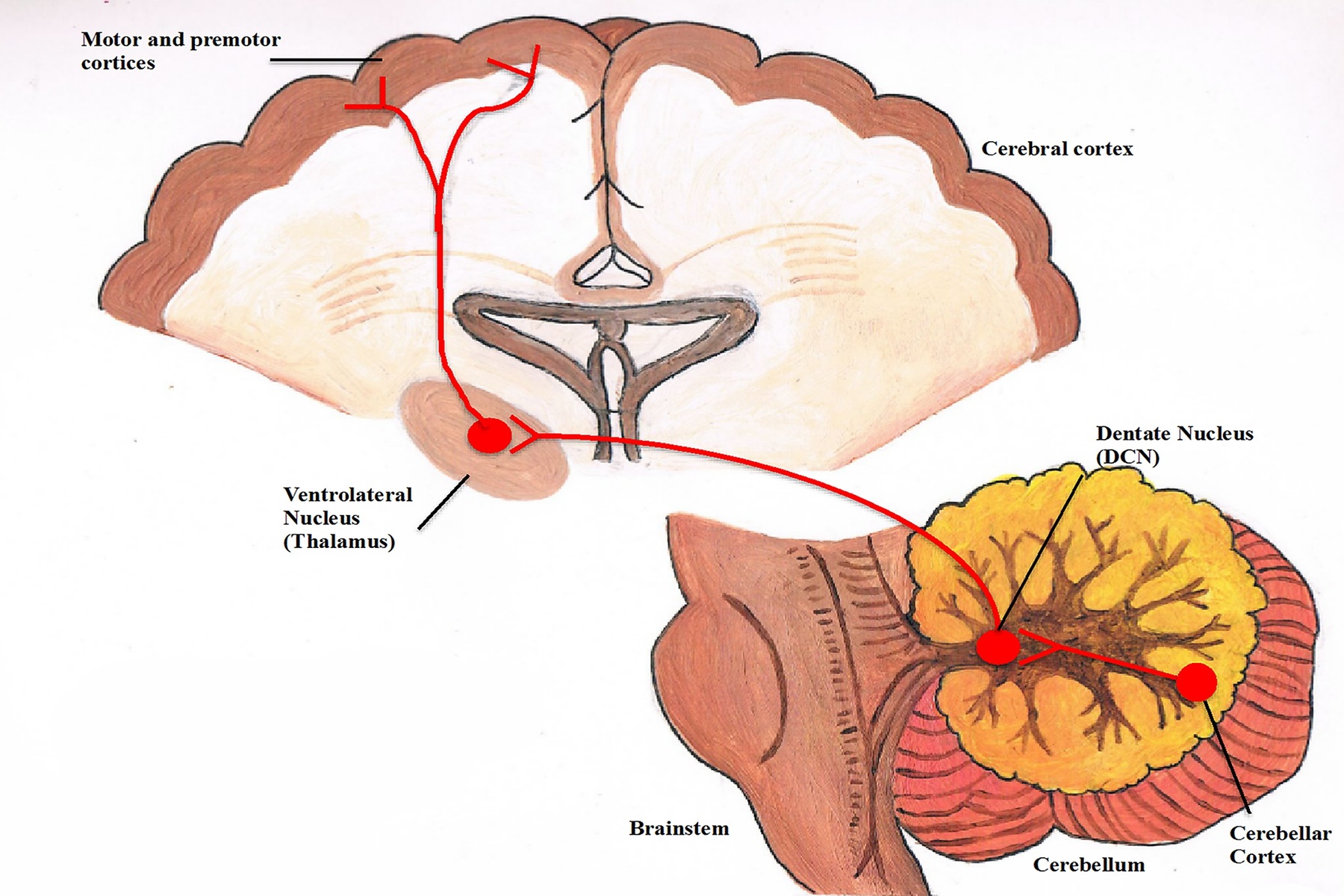 Παρεγκεφαλίδα : Μάθε πως επηρεάζει την διάθεση
