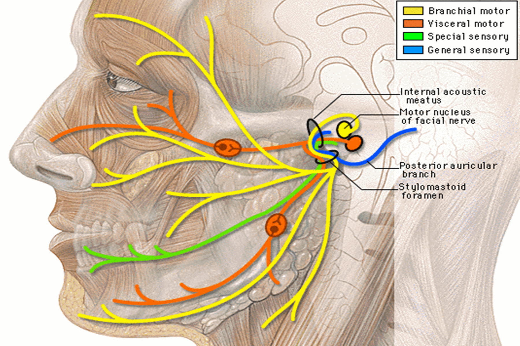 Διέγερση και αποκατάσταση Κολπικού νεύρου :  Βελτιώνει την κίνηση μετά το εγκεφαλικό