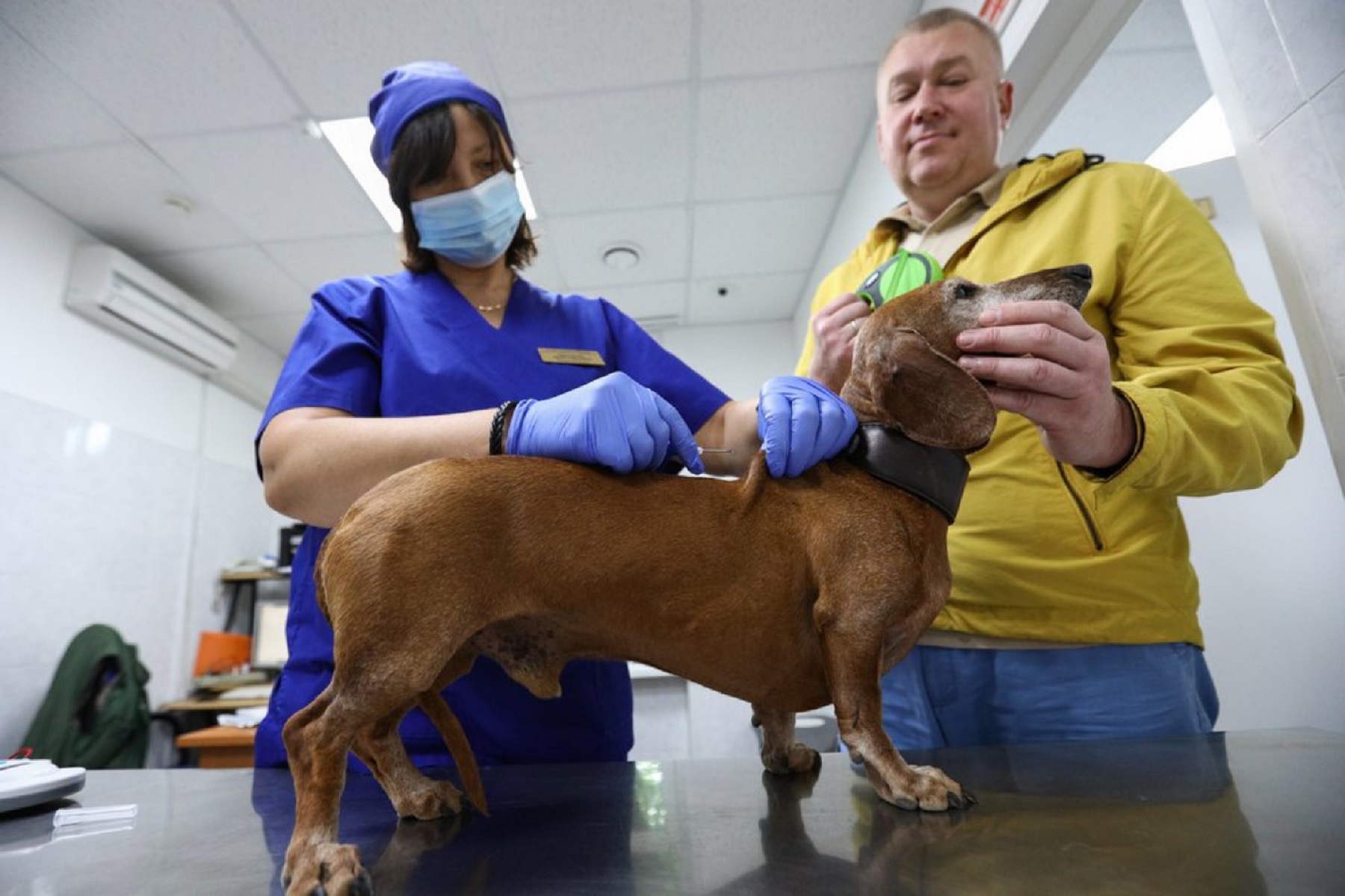 Κορωνοϊός Ρωσία: Ξεκινά τον εμβολιασμό κατοικίδιων ζώων για την COVID-19