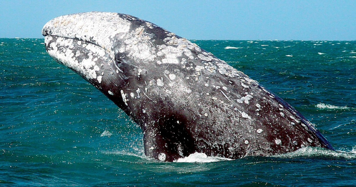 Μαύρες Φάλαινες: Γεννιούνται πιο μικρές εξαιτίας ανθρώπινης παρέμβασης