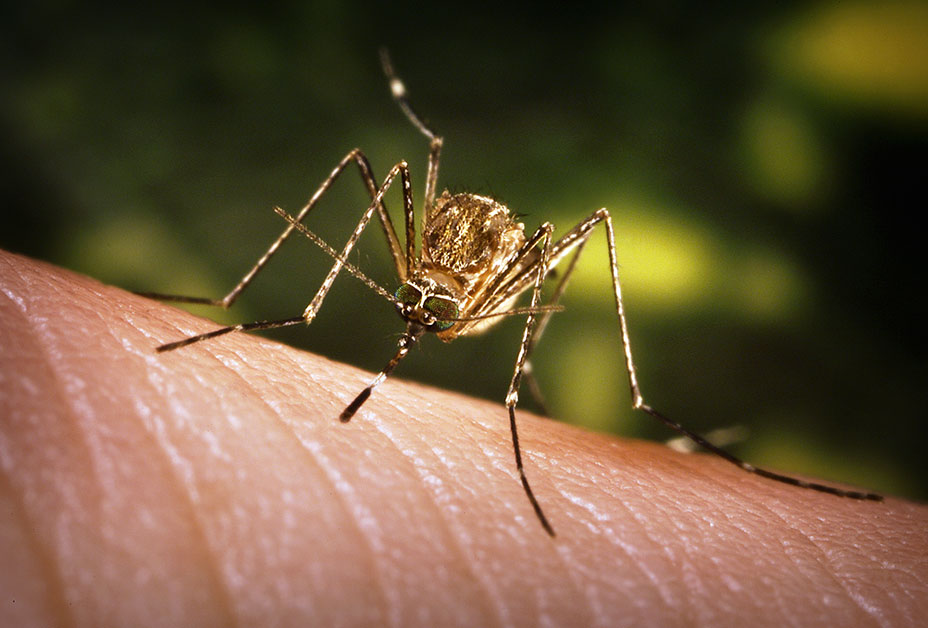 Δάγκειος πυρετός: 3 κλιματικοί παράγοντες προβλέπουν τη δραστηριότητα των κουνουπιών