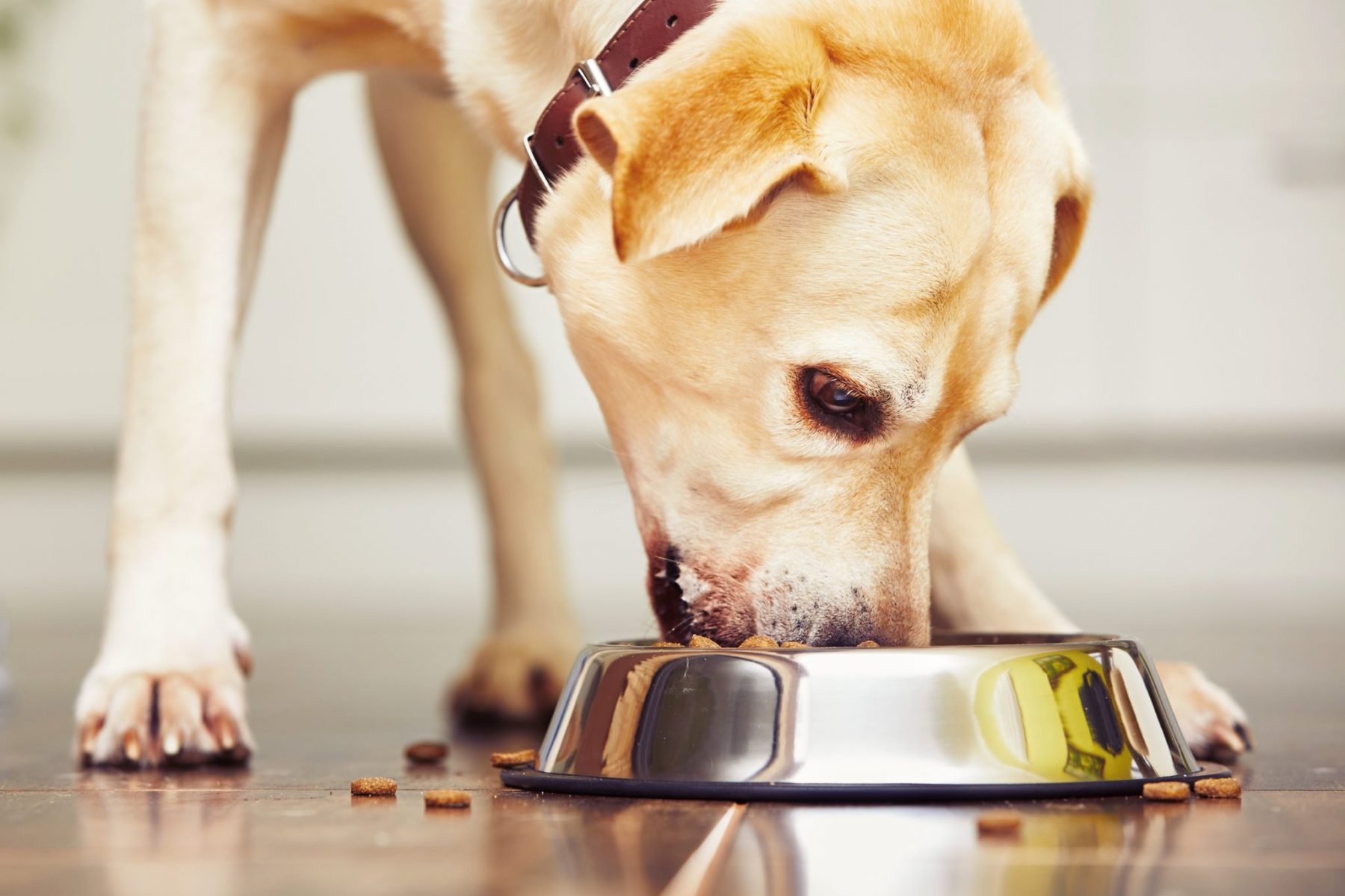 Τροφές για σκύλους : Πρέπει να καταναλώνεται από ανθρώπους