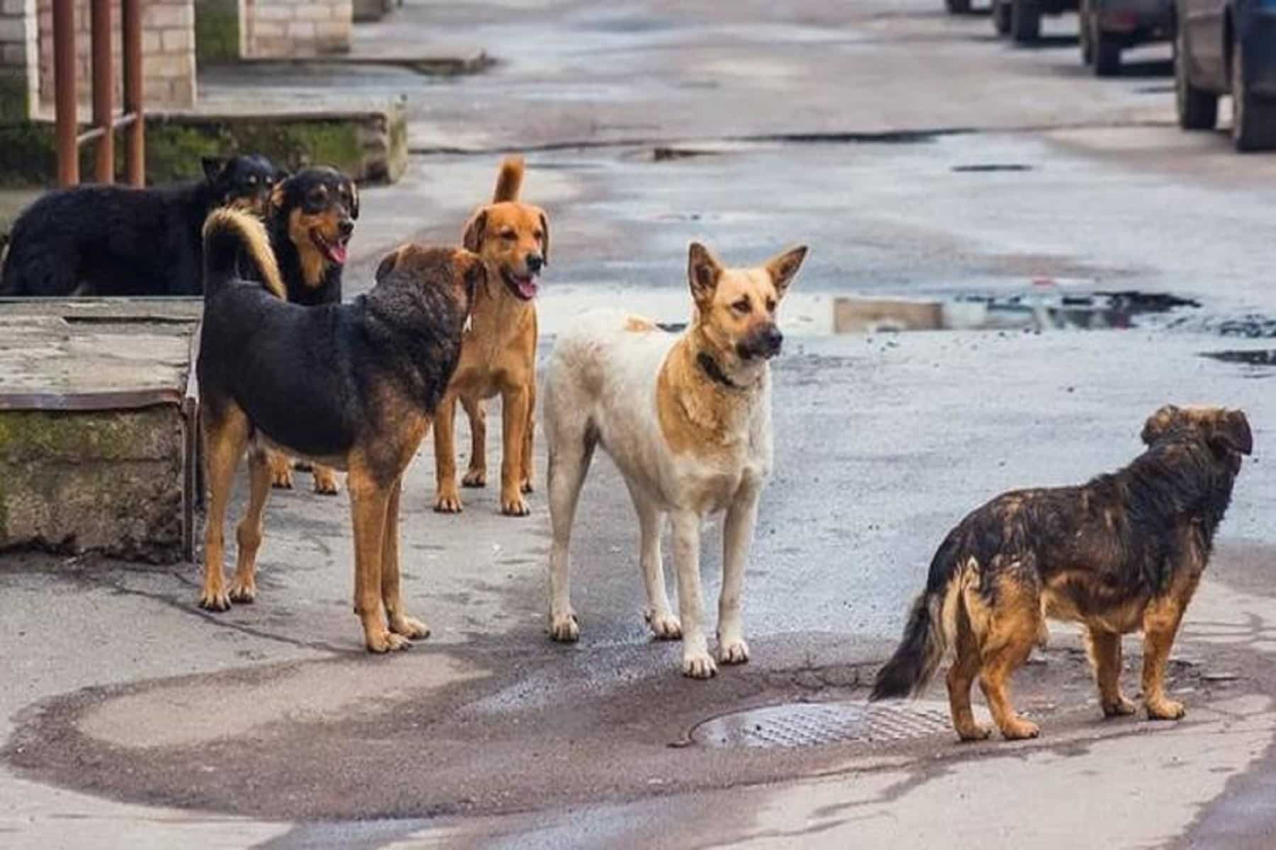 Aδέσποτος Σκύλος: Bήματα που πρέπει να ακολουθήσετε αν δεχθείτε επίθεση