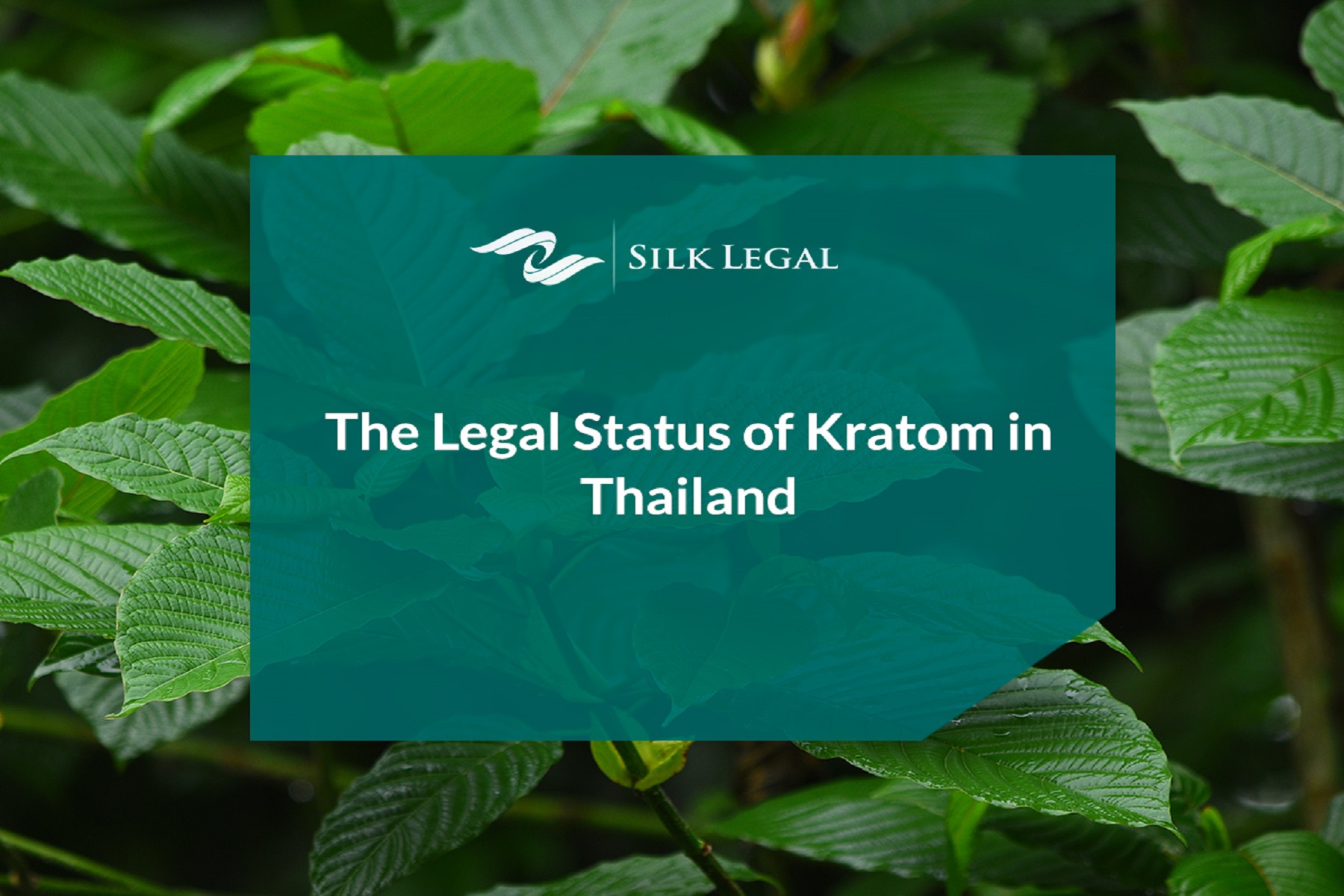 ΝΑ Ασία Ταϊλάνδη: Αφαιρεί το kratom από τη λίστα παράνομων ναρκωτικών