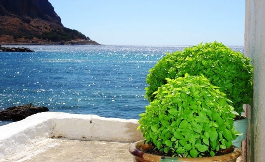 Βασιλικός: Αρωματικός βασιλικός με σημαντικά οφέλη για την υγεία [vid]