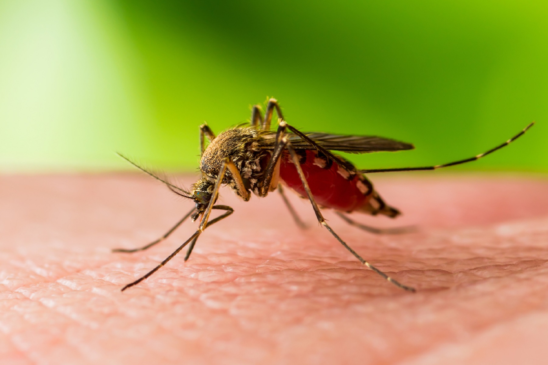 ΗΠΑ Κουνούπια: Πολλαπλές πολιτείες προειδοποιούν για τον κίνδυνο του ιού του Δυτικού Νείλου εν μέσω περιόδου αιχμής