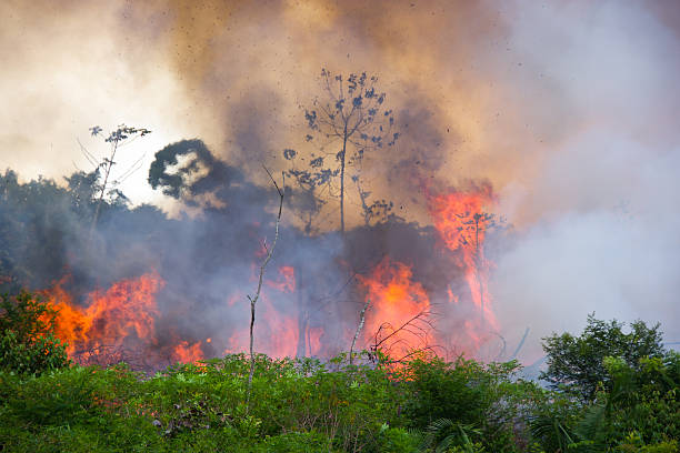 Πυρκαγιές: Πάνω από 47.000 Βραζιλιάνοι νοσηλεύονται ετησίως λόγω ατμοσφαιρικής ρύπανσης από πυρκαγιές
