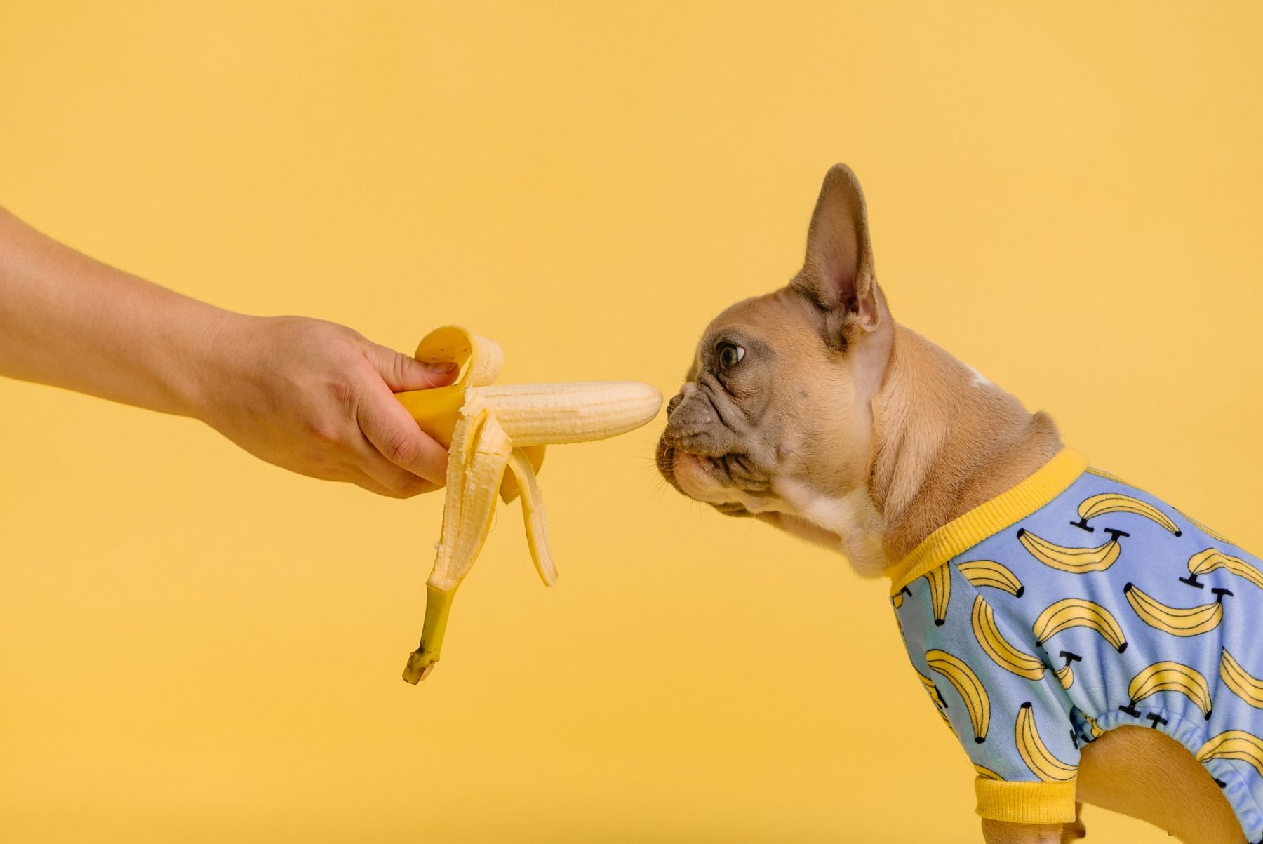 Μπανάνα σκύλος: Μπορούν οι τετράποδοι φίλοι μας να καταναλώσουν μπανάνες;