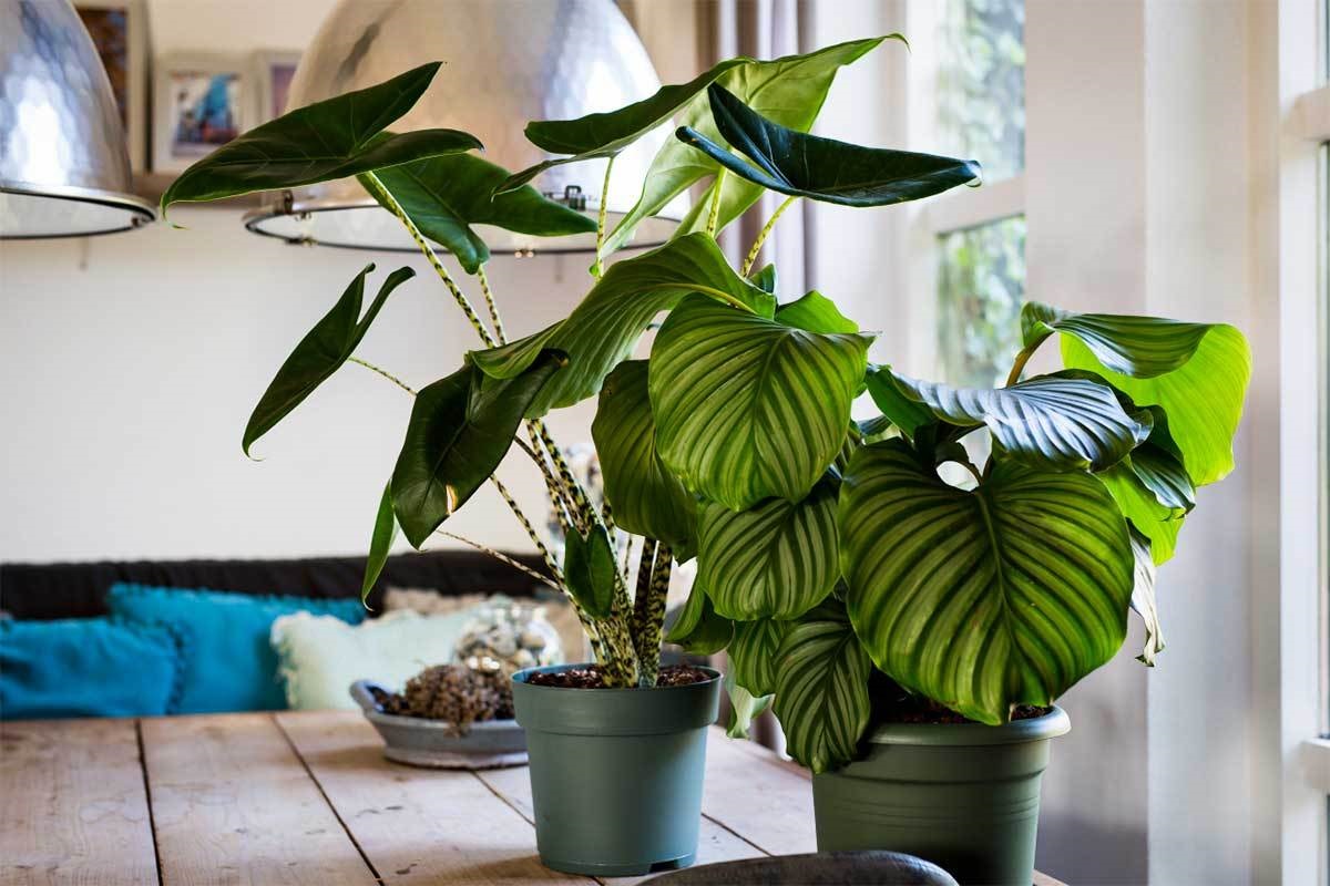 Γραφείο Σπίτι: Φυτά εσωτερικού χώρου που δεν θέλουν πολύ φως 