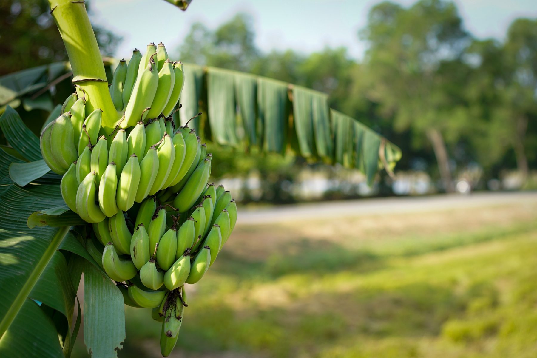 Πράσινες μπανάνες: Δοκιμάστε μια άγουρη μπανάνα “στην υγειά σας”