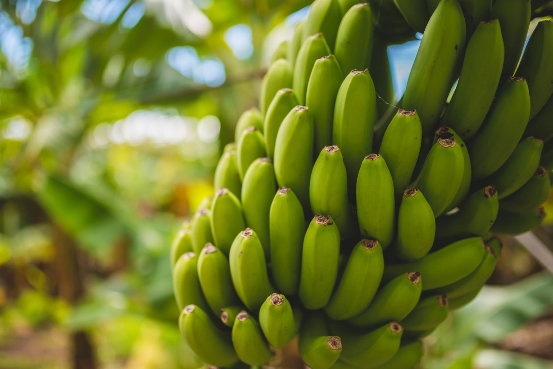 Μπανάνες DNA: Μοιραζόμαστε πράγματι το 50% του DNA μας με τις μπανάνες;
