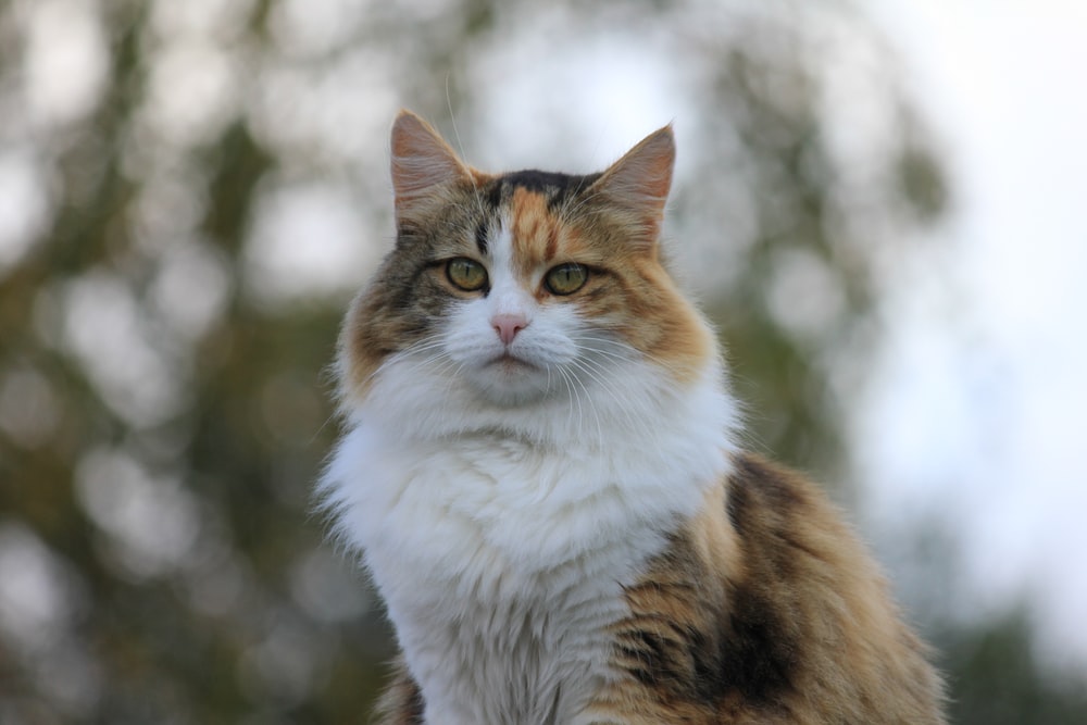 Γάτες τοξόπλασμα: Οι οικόσιτες γάτες μεταφέρουν το δυνητικά θανατηφόρο παράσιτο στην άγρια ​​ζωή
