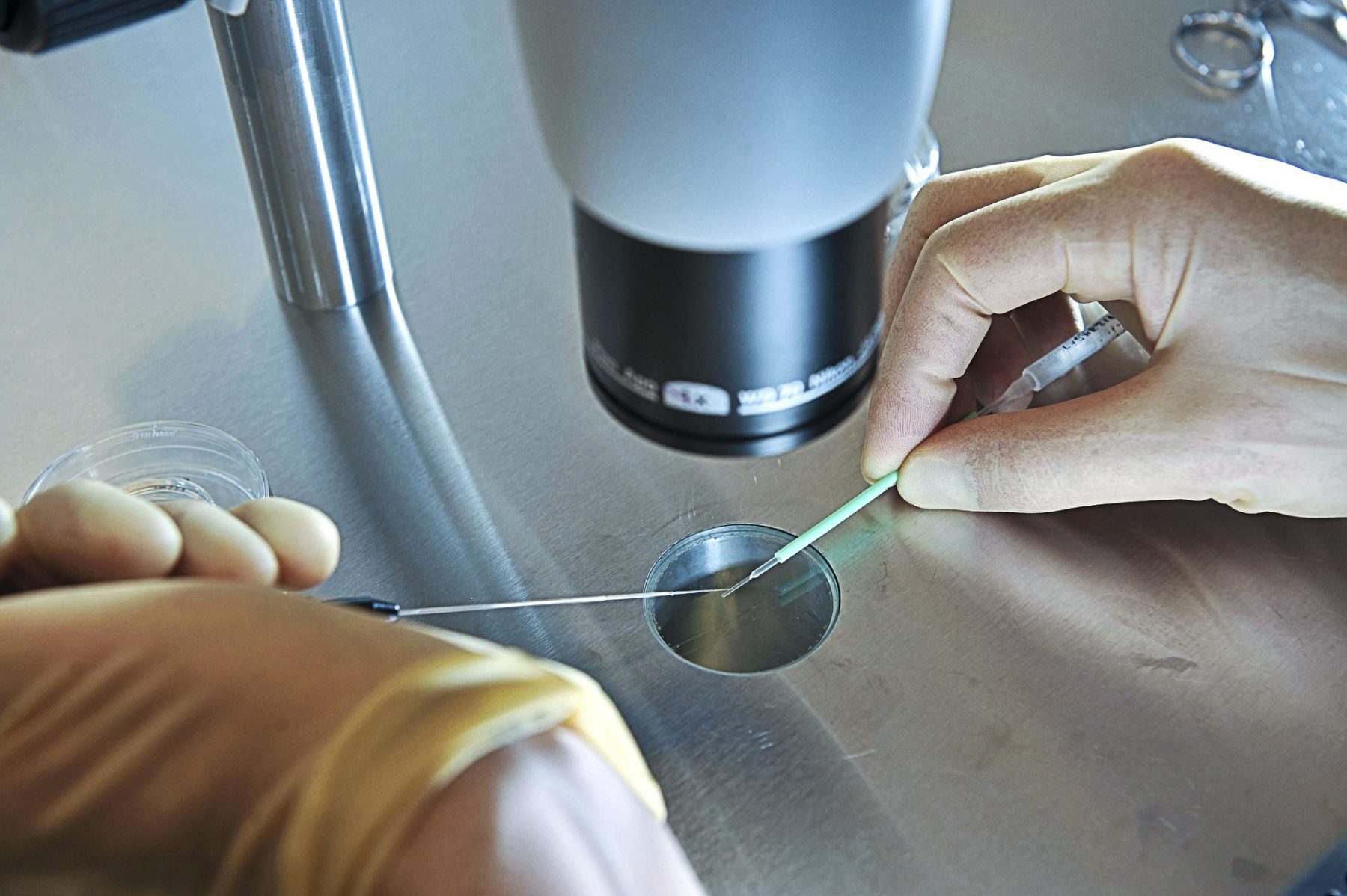 Έμβρυο γονίδιο: Τα γονίδια ξεκινούν νωρίτερα στα ανθρώπινα έμβρυα