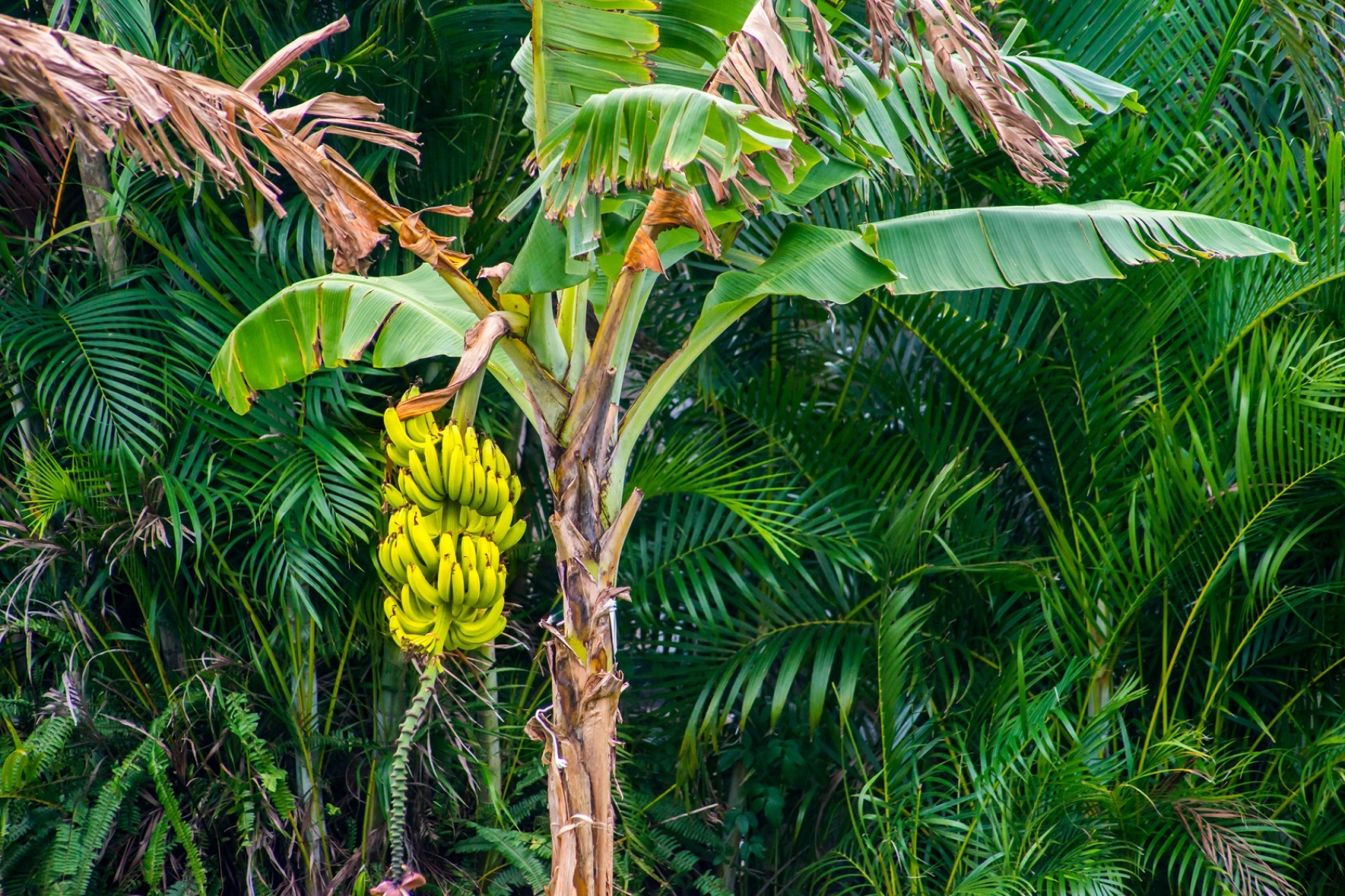 Νόσος Παναμά: Τι είναι η νόσος του Παναμά και τι κακό προκαλεί στις μπανάνες;