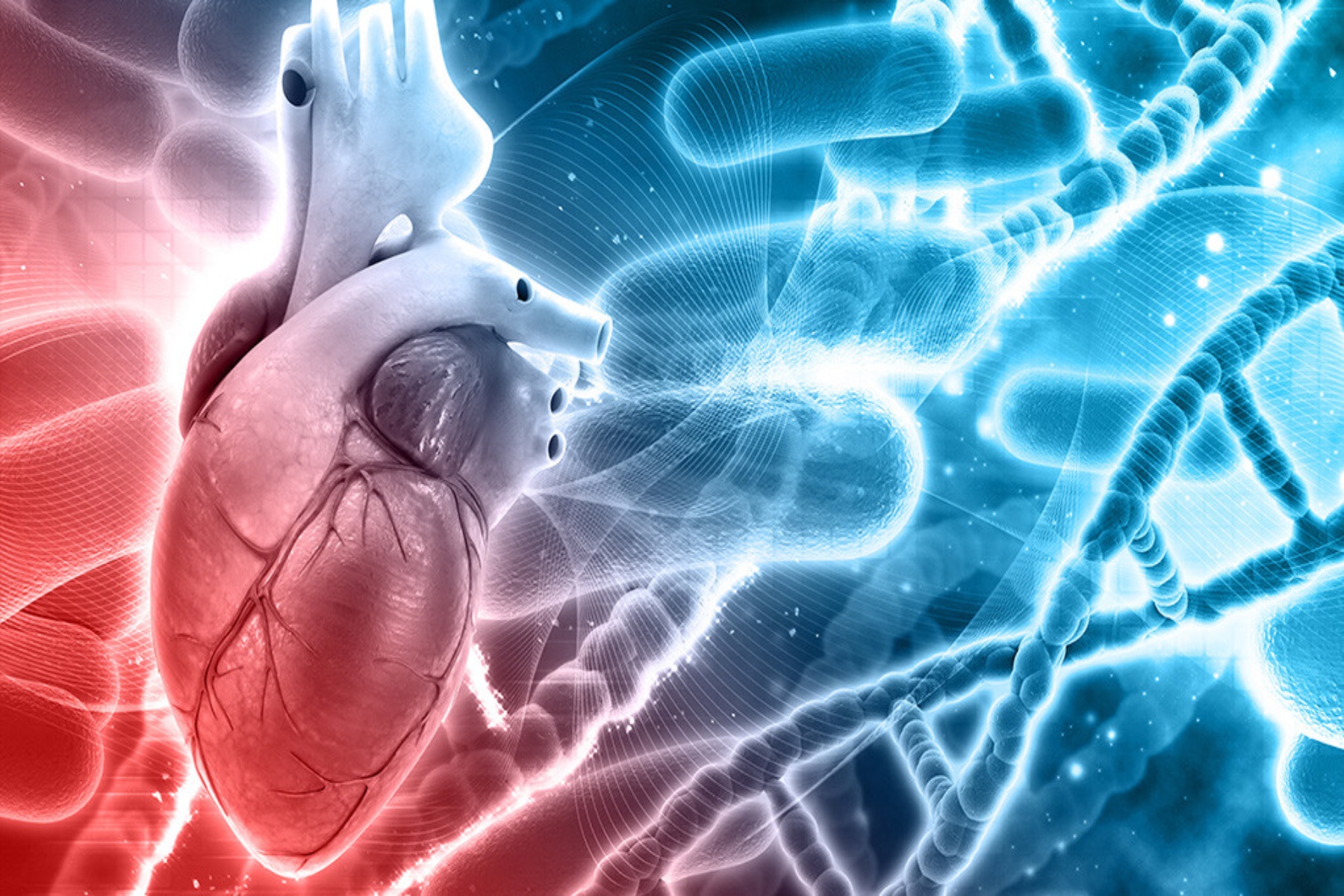 Γλοιακά κύτταρα καρδιά: Επιστήμονες ανακάλυψαν ένα νέο κύτταρο στην καρδιά