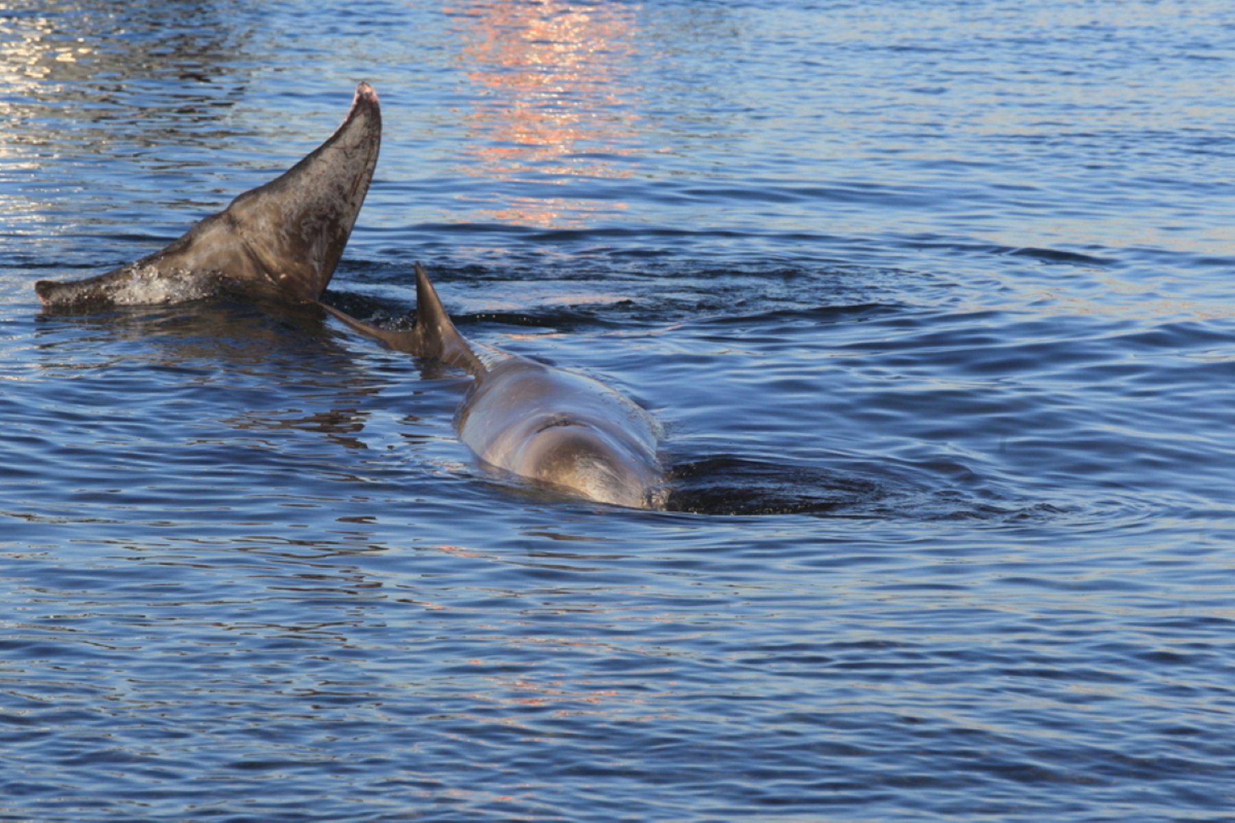 Φάλαινα φυσητήρας: Βρέθηκε στον Άλιμο τραυματισμένη και το λιμενικό προσπαθεί να την σώσει