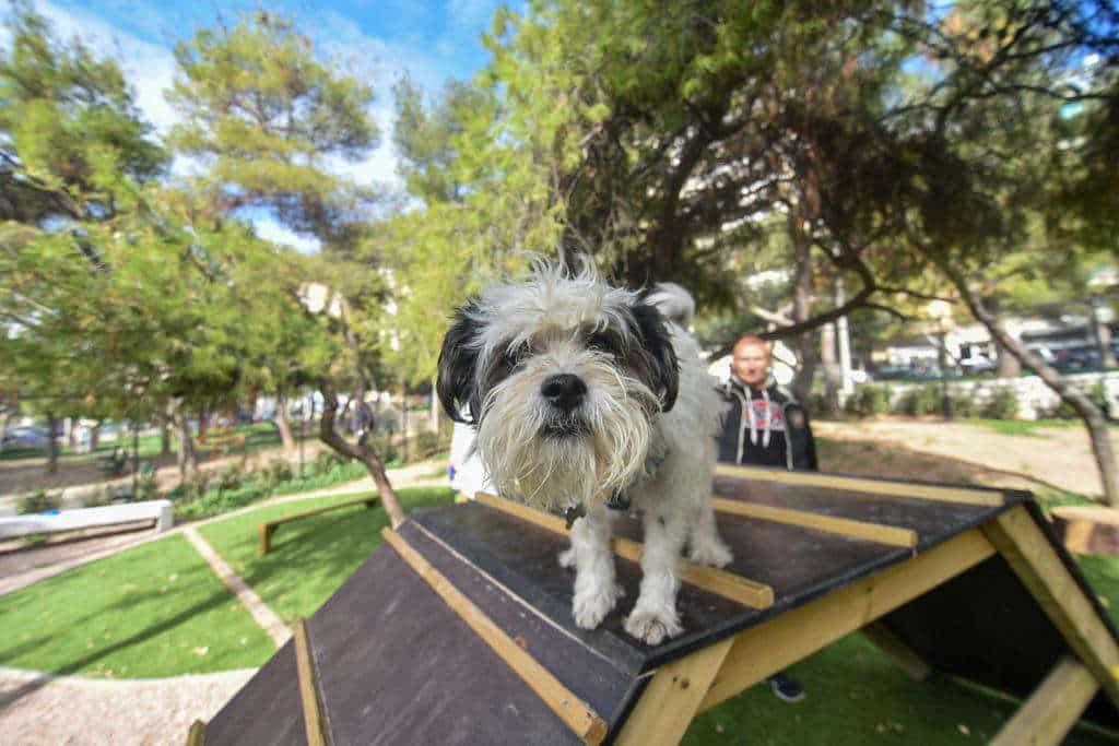 Δήμος Σαλαμίνας: Απέκτησε ένα πλήρως εξοπλισμένο ασθενοφόρο για αδέσποτα ζώα!!!