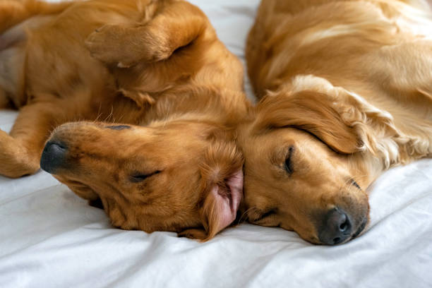 Σκύλοι συναισθήματα: Τα σκυλιά πενθούν εξίσου με τους ανθρώπους όταν χάνουν σύντροφό τους