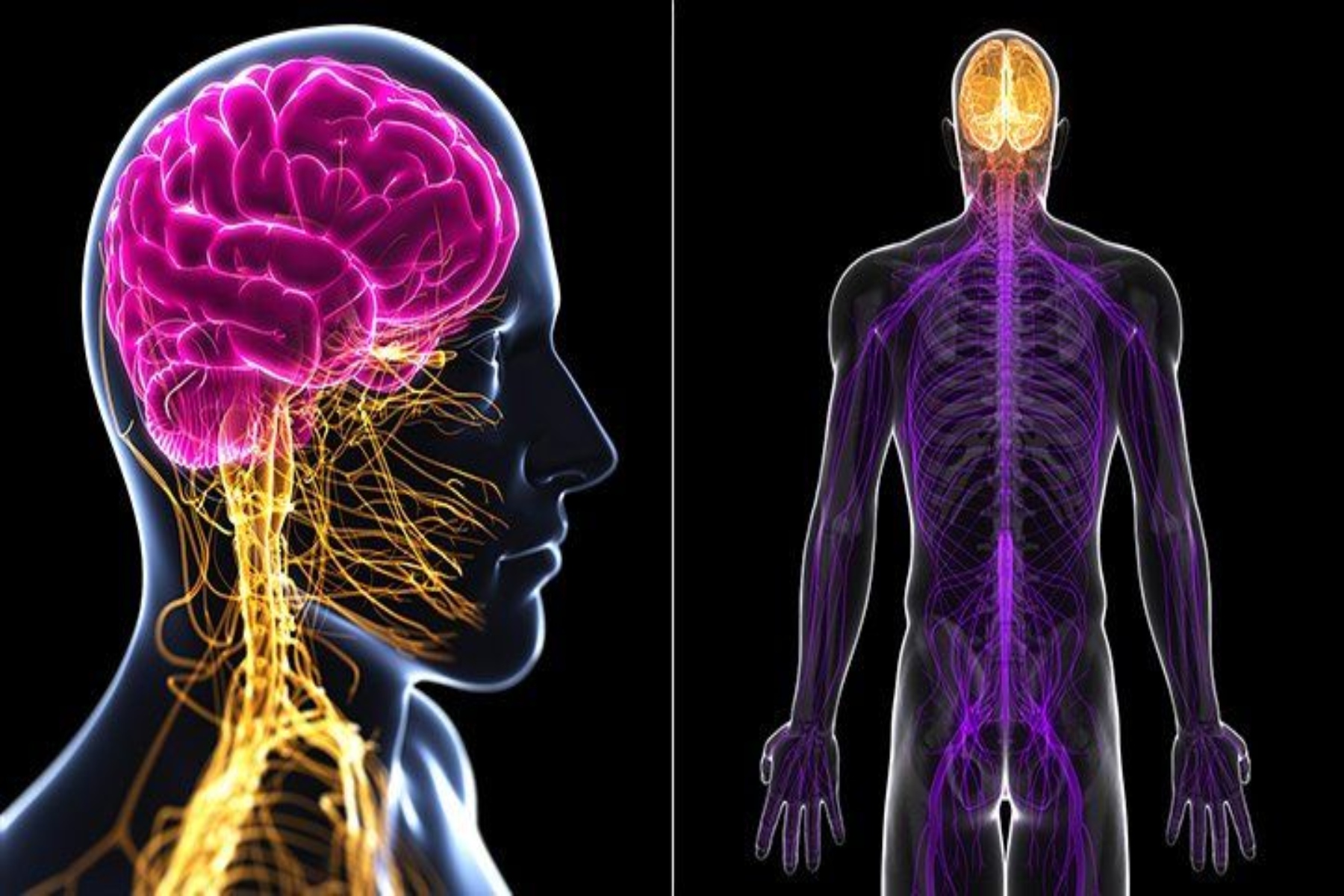 Εγκέφαλος αισθήσεις: Η γεύση, η θερμοκρασία και η αίσθηση πόνου συνδέονται νευρολογικά