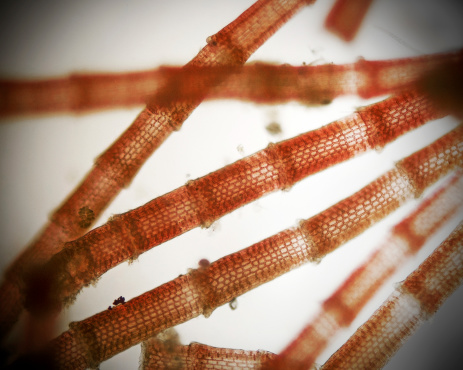 Η επιστήμη εξερευνά θαλάσσια φύκια για τη θεραπεία της λιπώδους ηπατικής νόσου