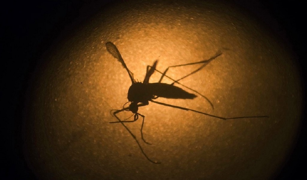 Κόσμος Ζίκα: Για ένα νέο ξέσπασμα του ιού προειδοποιούν οι ερευνητές,