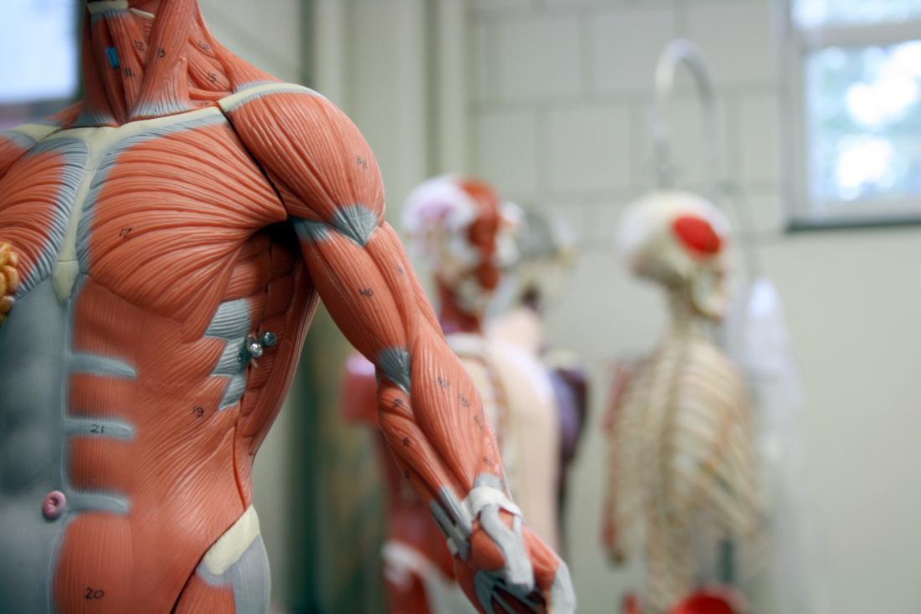 Long Covid: Η εμπλοκή των σκελετικών μυών στην μακρά Covid